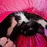 Esme joined the competition — help win amazing prizes! animal, black_and_white, cat, closeup, cozy, cute, domestic_animal, feline, fur, indoor, paws, pet, pink_blanket, pink_pillow, relaxed, sleepy, soft_texture, stretching, whiskers, yellow_eyes