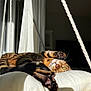 Alaïa a rejoint le concours — aidez-le/la à gagner de superbes lots ! bengal_cat, cat, paw_pads, whiskers, green_eyes, stripes, pillow, sunlight, shadow, curtain, rope, window, indoor, living_room, wooden_floor, relaxed, portrait, closeup, pet, lounging