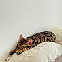 cat, bengal_cat, sleeping, pillow, cushion, cozy, indoor, pet, spotted_fur, stripes, nap, ears, paws, whiskers, wall, minimalism, texture, beige, couch, relaxed