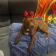 Tchoco participe au concours pour gagner de l'argent avec cette photo : dog, pitbull, pet, reindeer_antlers, couch, blanket, indoor, living_room, brown_coat, white_marking, festive, holiday, paw, laying_down, gaze, furniture, fabric_pattern, cozy, cute, accessory