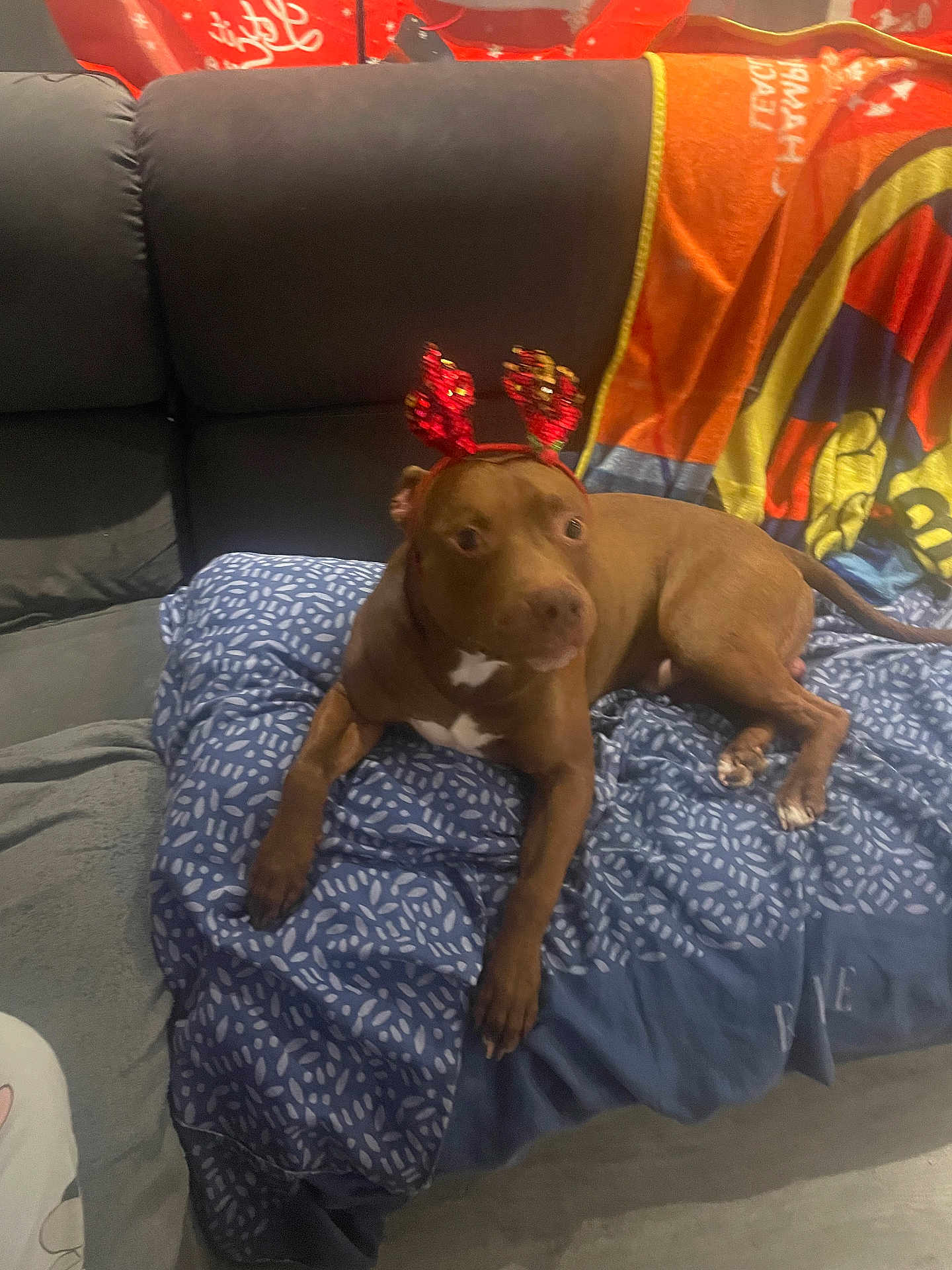 Tchoco participe au concours pour gagner de l'argent avec cette photo : dog, pitbull, pet, reindeer_antlers, couch, blanket, indoor, living_room, brown_coat, white_marking, festive, holiday, paw, laying_down, gaze, furniture, fabric_pattern, cozy, cute, accessory