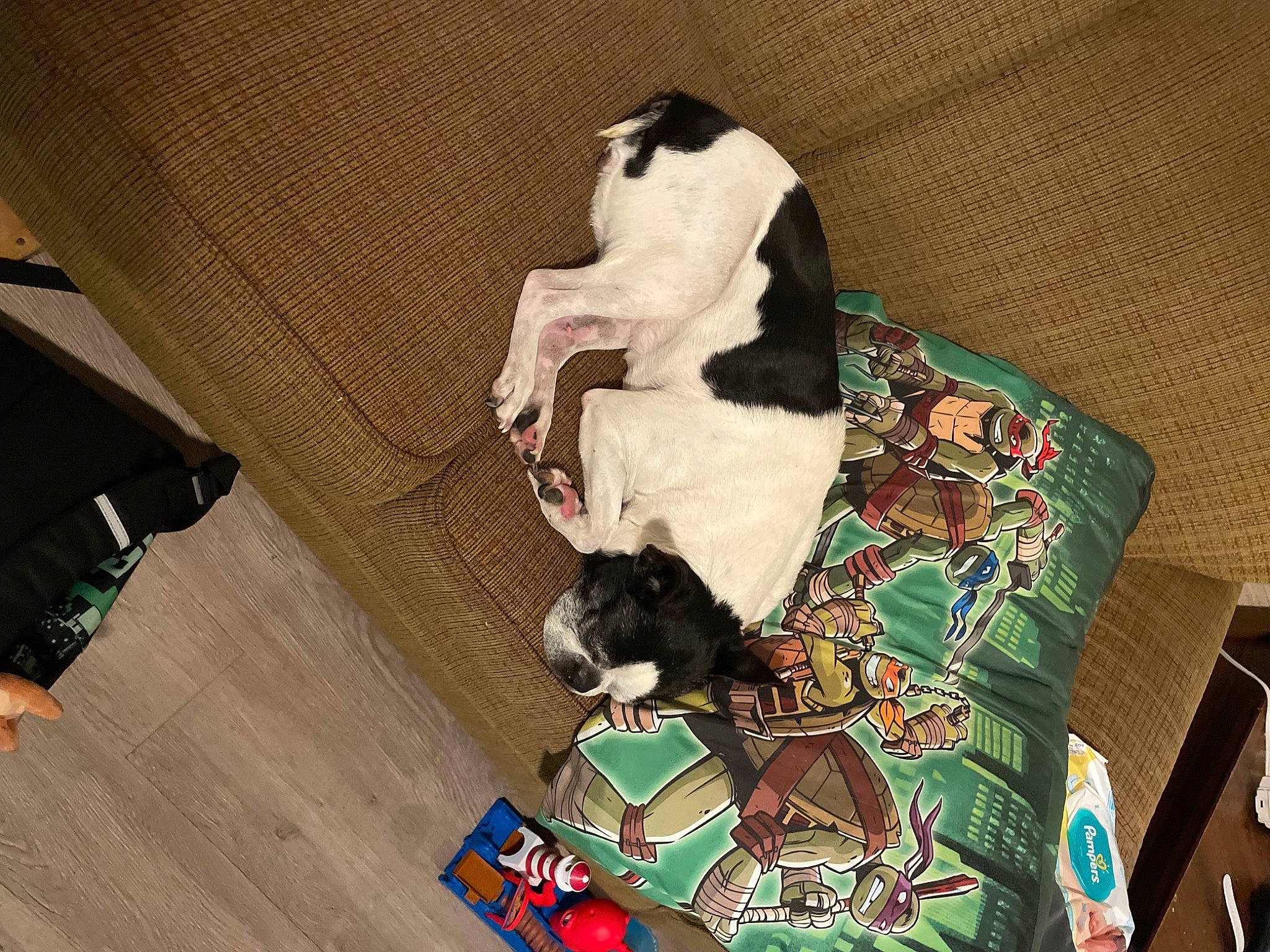 Jane is registered to the contest to win money with this photo: canidae, carnivore, comfort, companion_dog, dog, dog_breed, dog_supply, fawn, felidae, flooring, hardwood, laminate_flooring, linens, pattern, small_to_medium_sized_cats, sporting_group, varnish, wood, wood_flooring, working_animal