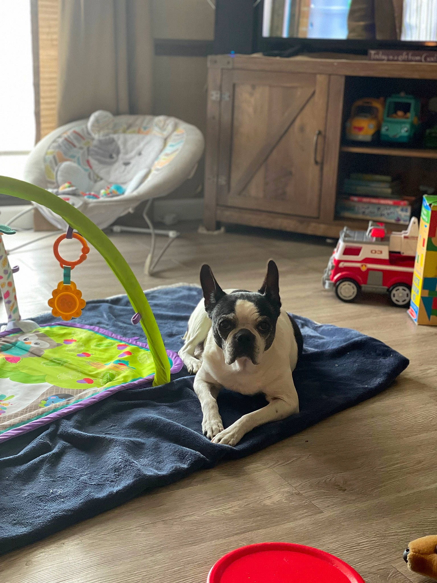 Jane is registered to the contest to win money with this photo: cabinetry, carnivore, chair, chest_of_drawers, comfort, companion_dog, dog, dog_breed, dog_supply, drawer, fawn, felidae, floor, flooring, hardwood, living_room, room, window, wood, working_animal