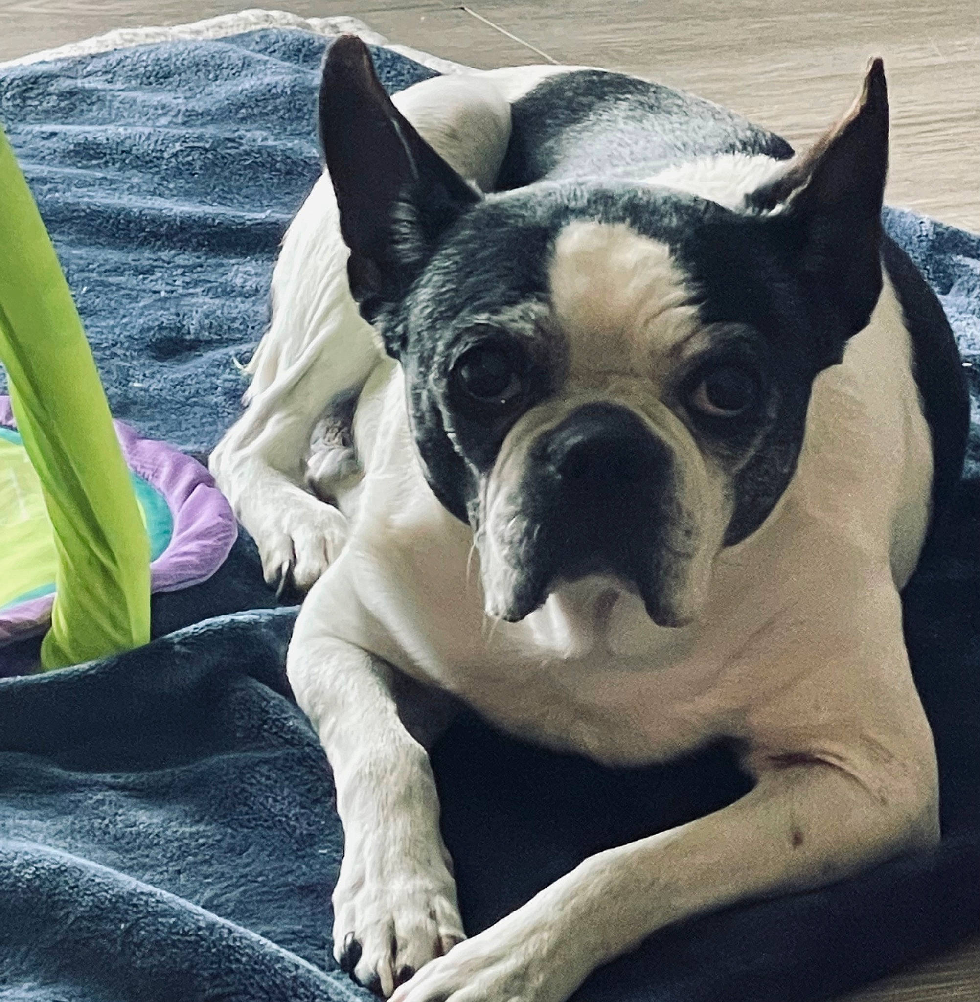 Jane joined the competition — help win amazing prizes! boston_terrier, canidae, carnivore, collar, comfort, companion_dog, dog, dog_breed, dog_collar, ear, eye, fawn, grass, snout, sporting_group, terrestrial_animal, toy_dog, whiskers, working_animal, wrinkle