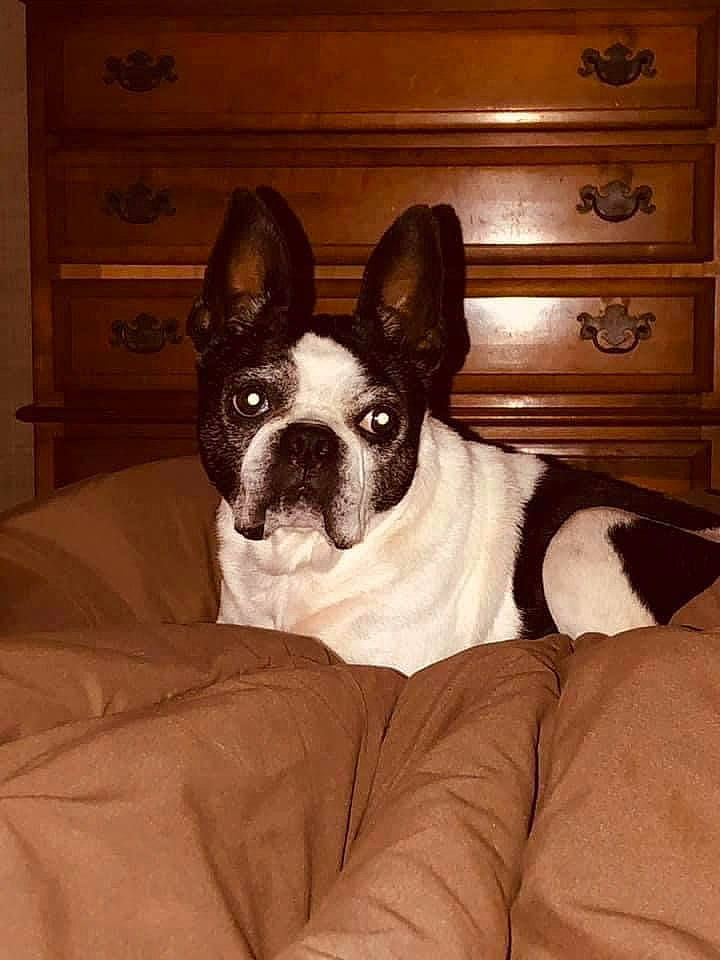 Jane is registered to the contest to win money with this photo: boston_terrier, brown, cabinetry, carnivore, comfort, companion_dog, dog, dog_breed, drawer, ear, eye, fawn, french_bulldog, head, human_body, snout, toy_dog, whiskers, wood, working_animal