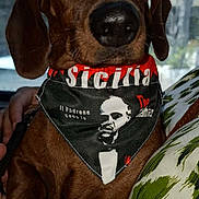 Titi a rejoint le concours — aidez-le/la à gagner de superbes lots ! animal, bandana, brown_dog, canine, close_up, comfort, cushion, dog, ears, expression, eyes, fabric, fur, hand, indoor, nose, pet, portrait, sitting, text_on_bandana