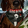 animal, bandana, brown_dog, canine, close_up, comfort, cushion, dog, ears, expression, eyes, fabric, fur, hand, indoor, nose, pet, portrait, sitting, text_on_bandana
