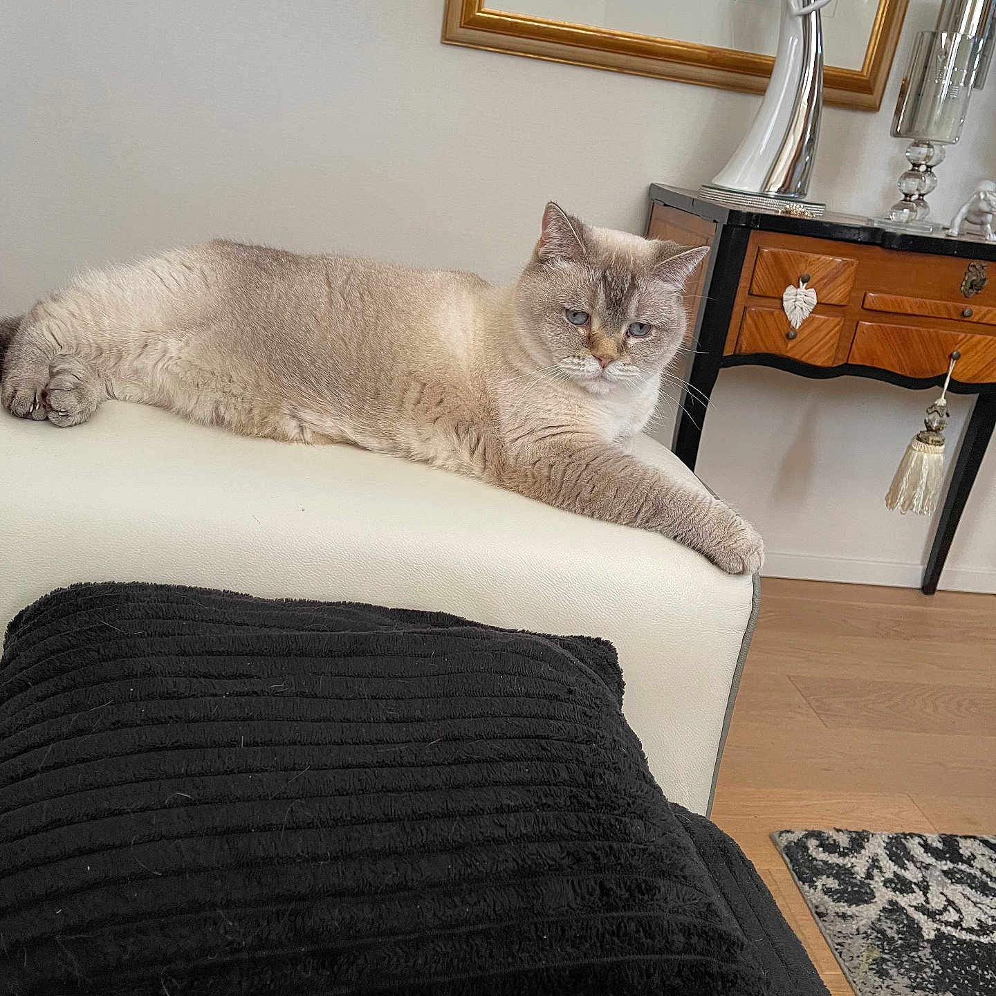 Nutella a rejoint le concours — aidez-le/la à gagner de superbes lots ! cat, pet, cream_cat, blue_eyes, long_body, lying_down, relaxed, sofa, couch, white_furniture, black_throw, living_room, home_decor, wood_floor, console_table, framed_art, decorative_vase, ornament, rug, indoor