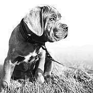 Aston participe au concours pour gagner de l'argent avec cette photo : dog, puppy, grass, outdoor, black_and_white, collar, leash, animal, pet, sitting, portrait, young, canine, nature, field, fur, looking_away, daylight, monochrome, closeup