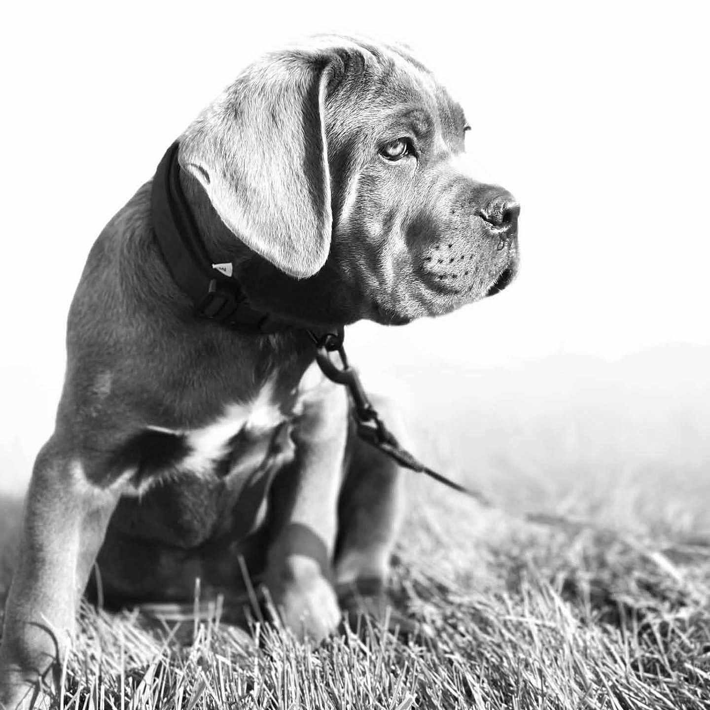 Aston participe au concours pour gagner de l'argent avec cette photo : dog, puppy, grass, outdoor, black_and_white, collar, leash, animal, pet, sitting, portrait, young, canine, nature, field, fur, looking_away, daylight, monochrome, closeup