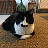 émile a rejoint le concours — aidez-le/la à gagner de superbes lots ! cat, black_and_white, mustache_marking, indoor, woven_rug, furniture, wicker_basket, glass_vase, decor, pet, animal, sitting, close_up, whiskers, floor, cozy, cute, domestic, resting, fur