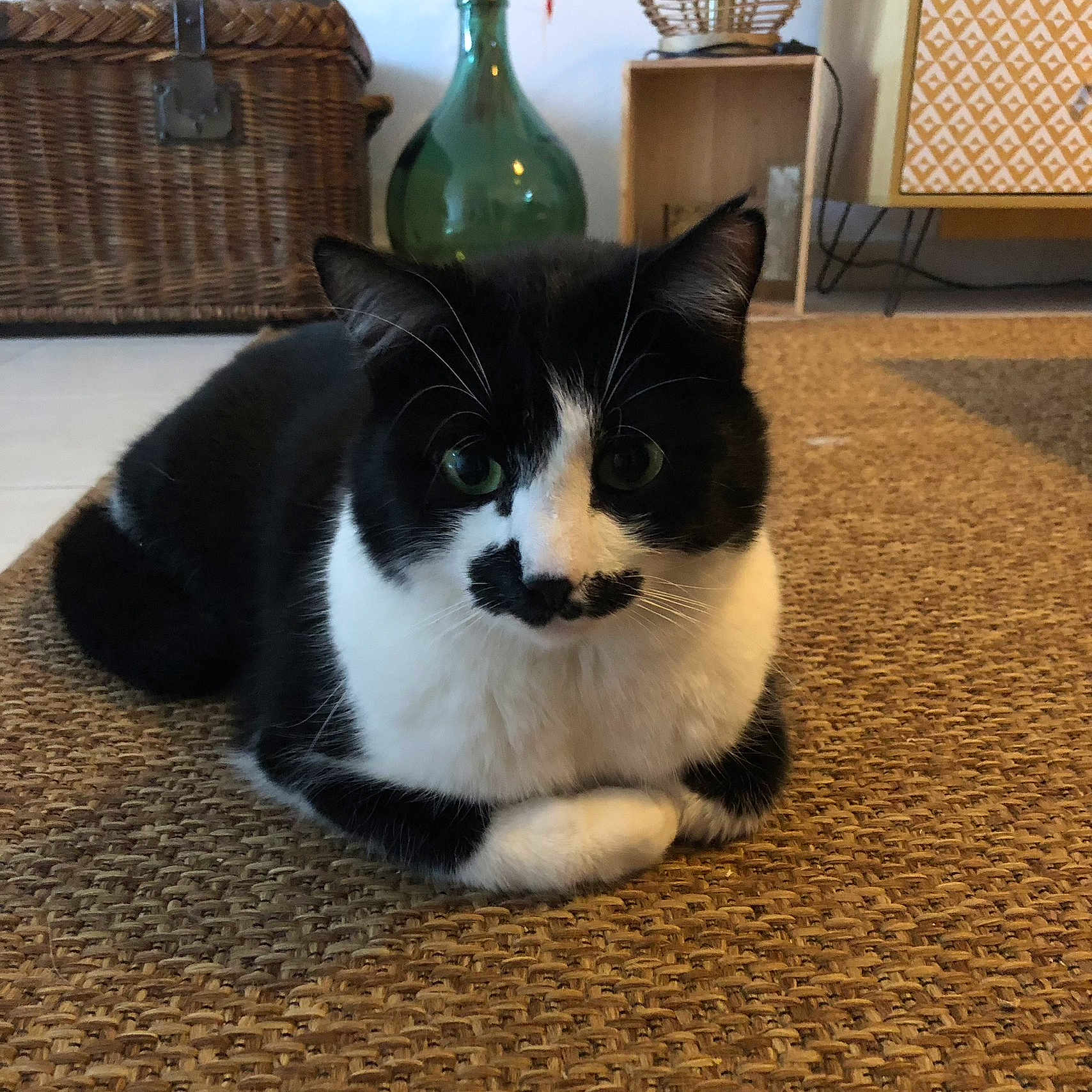 émile a rejoint le concours — aidez-le/la à gagner de superbes lots ! cat, black_and_white, mustache_marking, indoor, woven_rug, furniture, wicker_basket, glass_vase, decor, pet, animal, sitting, close_up, whiskers, floor, cozy, cute, domestic, resting, fur