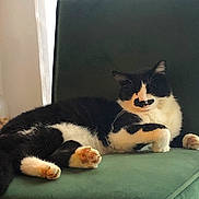 émile a rejoint le concours — aidez-le/la à gagner de superbes lots ! cat, black_and_white, feline, pet, paw, pink_paw, chair, furniture, indoor, relaxed, resting, animal, cute, whiskers, fur, moustache_pattern, sleepy, domestic_animal, cozy, portrait