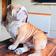 Bruno is registered to the contest to win money with this photo: dog, bulldog, english_bulldog, pet, indoor, wooden_table, wrinkles, paws, sitting, brown_and_white, short_hair, face, portrait, home_interior, television, doorway, carpet, shelf, curious, photography