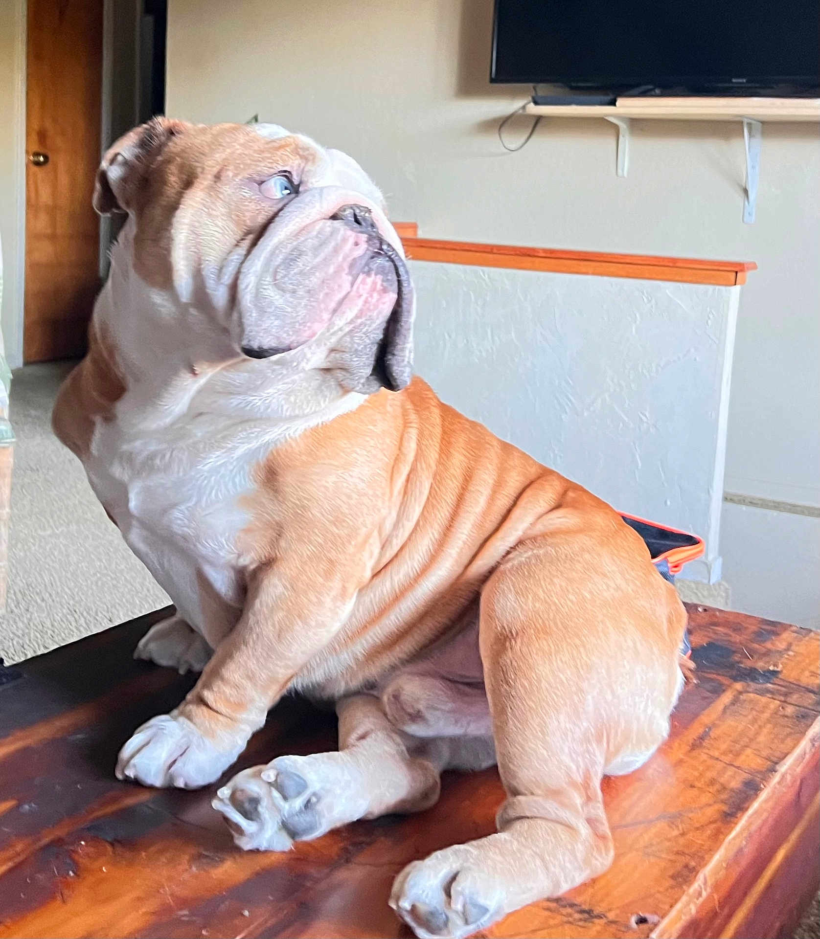 Bruno is registered to the contest to win money with this photo: dog, bulldog, english_bulldog, pet, indoor, wooden_table, wrinkles, paws, sitting, brown_and_white, short_hair, face, portrait, home_interior, television, doorway, carpet, shelf, curious, photography