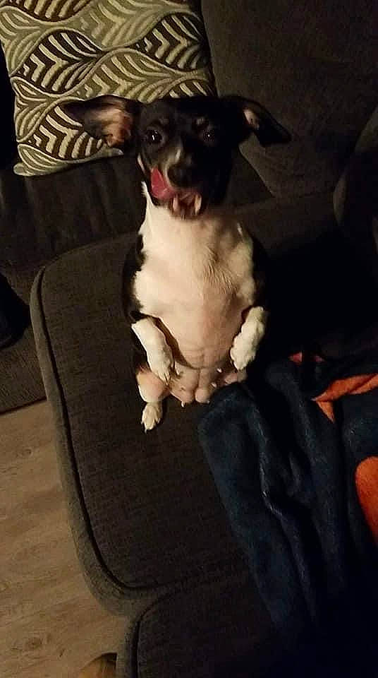 Pixie is registered to the contest to win money with this photo: canidae, carnivore, chair, comfort, companion_dog, couch, dog, dog_breed, fawn, fur, guard_dog, non_sporting_group, sitting, sporting_group, toy_dog, whiskers, working_animal