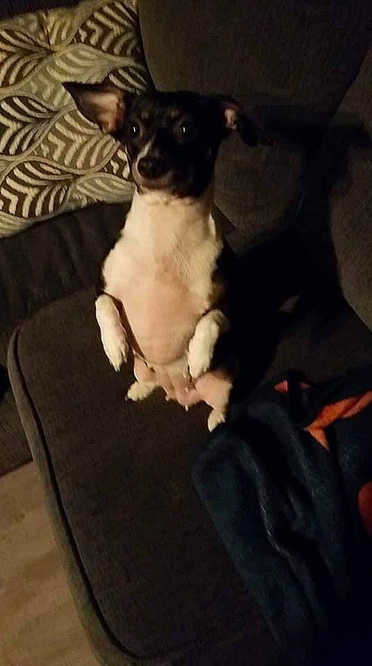 Pixie is registered to the contest to win money with this photo: canidae, carnivore, chihuahua, comfort, companion_dog, couch, dog, dog_breed, ear, fawn, fur, linens, paw, puppy_love, sporting_group, terrier, toy_dog, vertebrate, whiskers, working_animal