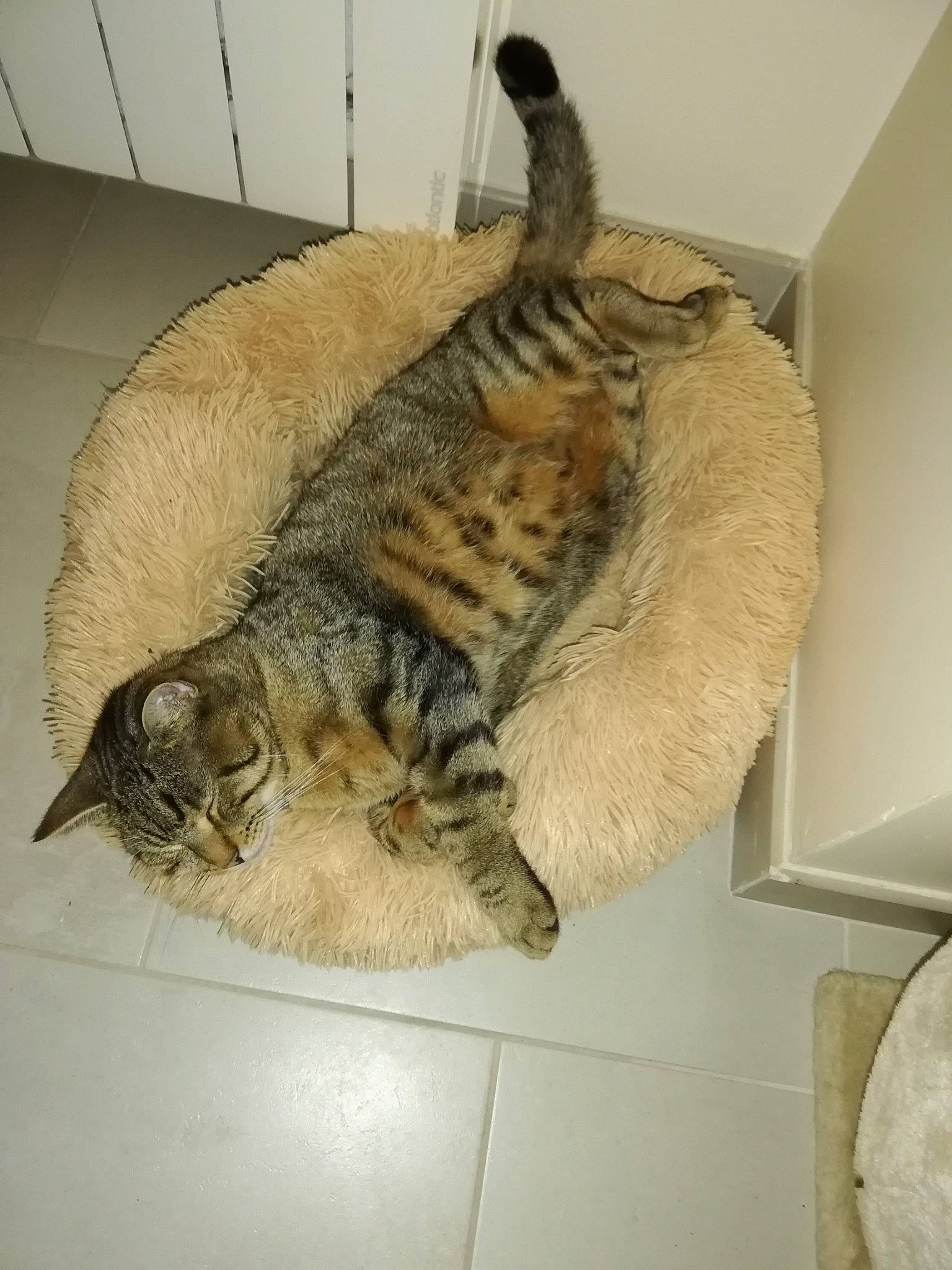 Kooky participe au concours pour gagner de l'argent avec cette photo : carnivore, cat, comfort, domestic_short_haired_cat, felidae, fur, nap, small_to_medium_sized_cats, snout, tail, terrestrial_animal, whiskers