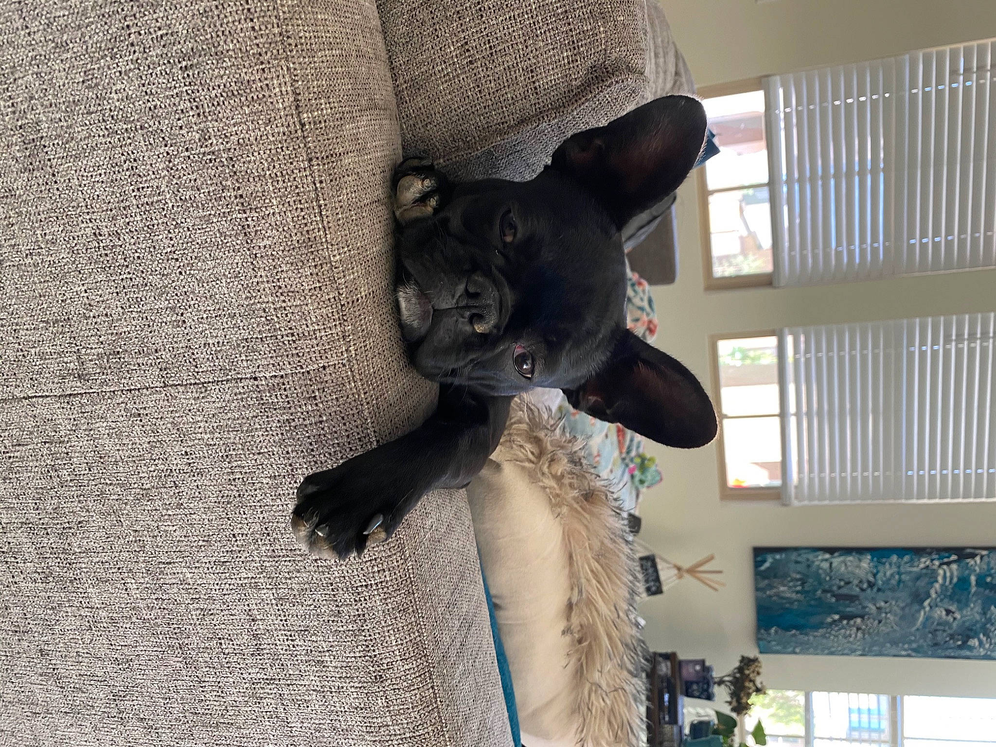 Jubilee joined the competition — help win amazing prizes! black_cat, british_shorthair, burmese, carnivore, cat, devon_rex, fawn, felidae, french_bulldog, kitten, russian_blue, small_to_medium_sized_cats, tail, thai, whiskers