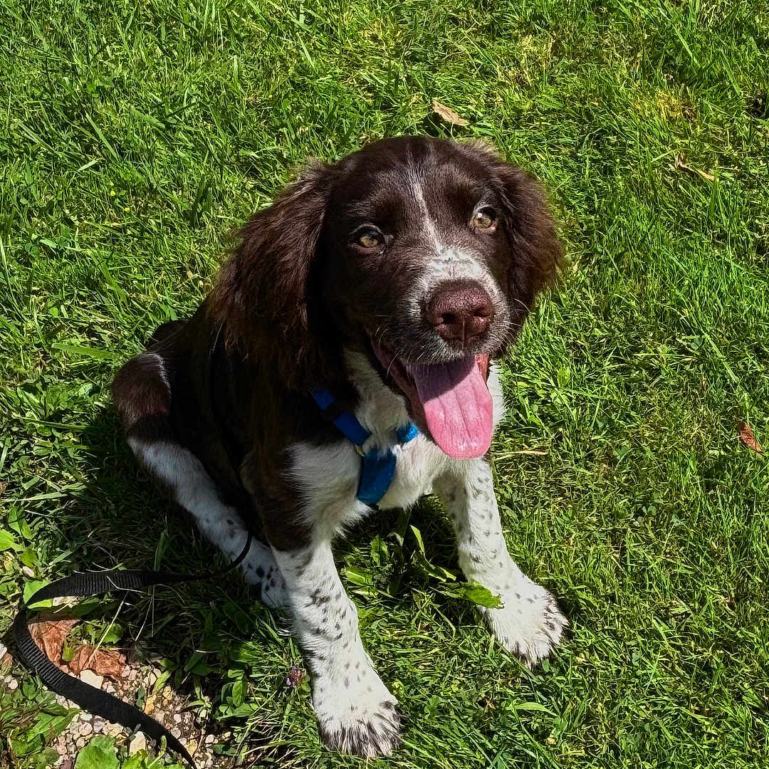 Aki participe au concours pour gagner de l'argent avec cette photo : animal, canine, collar, cute, daylight, dog, grass, greenery, happy, leash, nature, outdoor, pet, playful, puppy, sitting, summer, sunlight, tongue, young