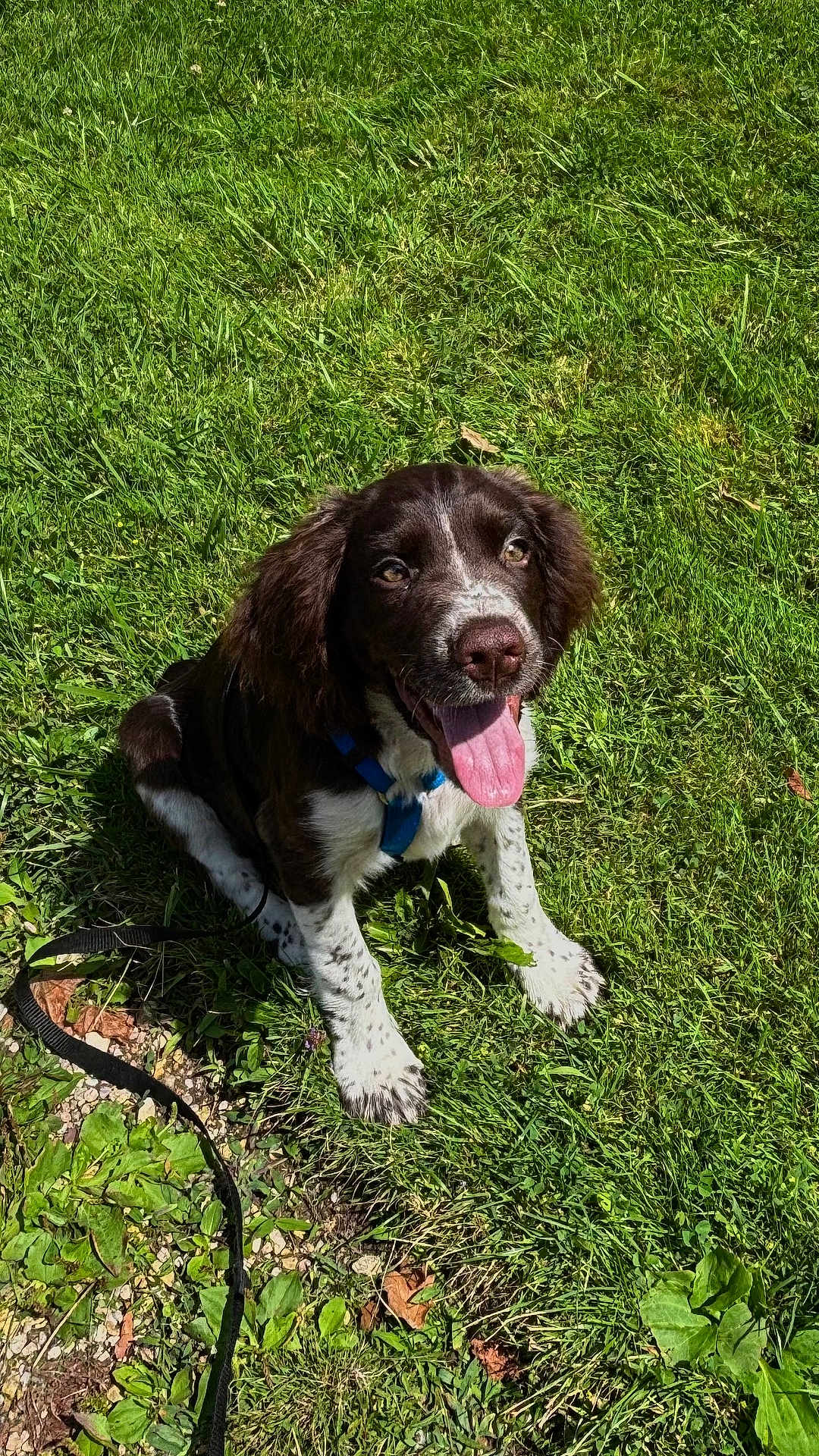 Aki participe au concours pour gagner de l'argent avec cette photo : animal, canine, collar, cute, daylight, dog, grass, greenery, happy, leash, nature, outdoor, pet, playful, puppy, sitting, summer, sunlight, tongue, young