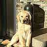 animal, calm, cozy, decor, dog, floor, fur, golden_retriever, indoor, paw, pet, puppy, resting, shadow, sitting, stone_wall, sunlight, texture, vase, warm_light