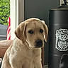 Aston a rejoint le concours — aidez-le/la à gagner de superbes lots ! animal, barrel, beige, brown, cozy, cute, dog, expression, floor, furniture, greenery, indoor, labrador, pet, puppy, sitting, solemn, whiskey, window, young