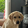 Aston participe au concours pour gagner de l'argent avec cette photo : animal, beige, black, container, couch, cute, dog, ears, face, fur, greenery, indoor, labrador, nose, pet, puppy, sitting, vintage, whiskey_label, window