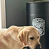 animal, barrel, black_sock, canine, closeup, dog, floor, foot, furniture, golden, indoor, labrador, light, muzzle, nuzzle, pet, sock, wall, whiskey_barrel, window