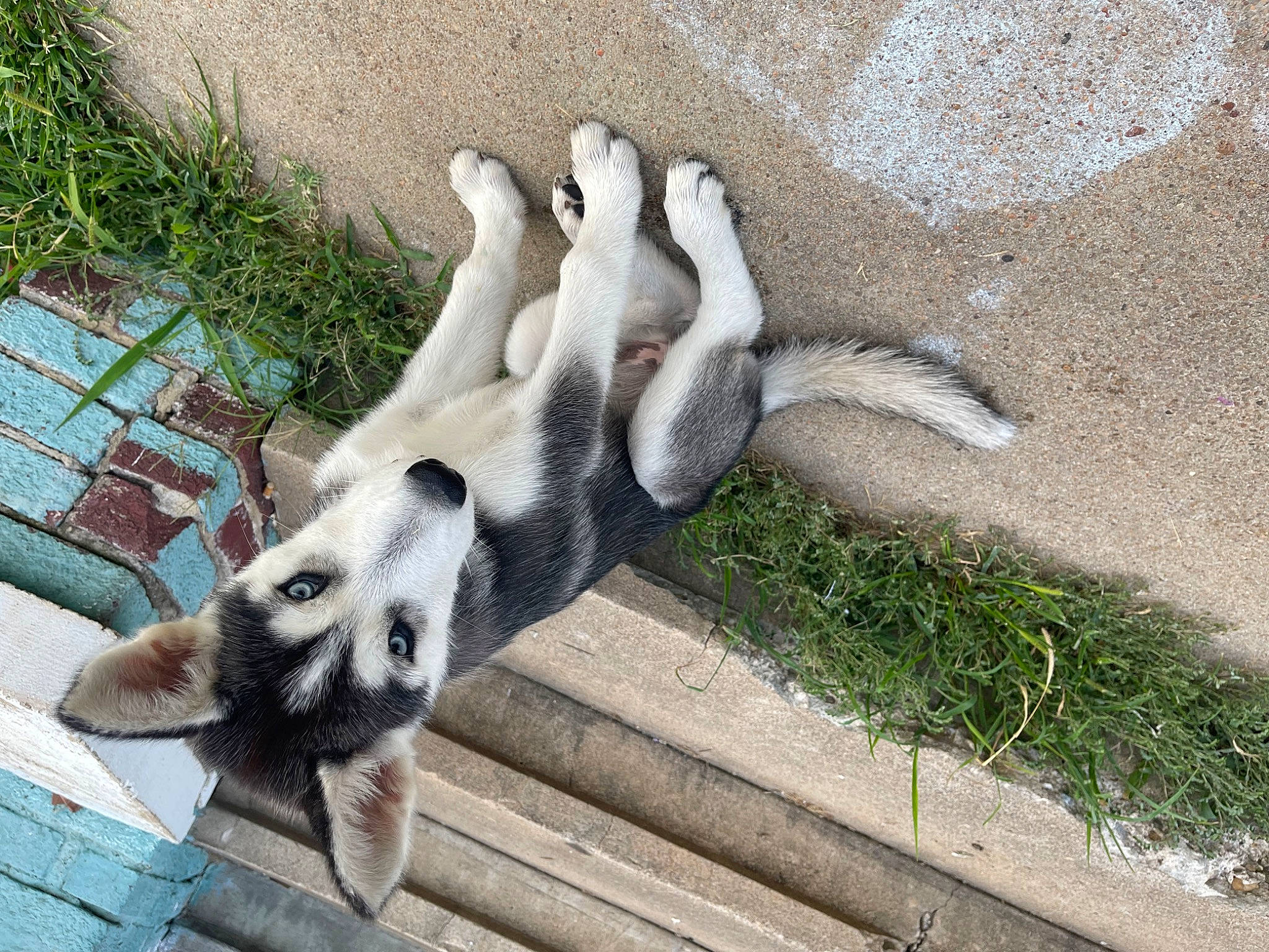 Aurora Dawn is registered to the contest to win money with this photo: canidae, carnivore, companion_dog, dog, dog_breed, fawn, fur, grass, non_sporting_group, paw, plant, snout, sporting_group, street_dog, tail, terrestrial_animal, working_animal