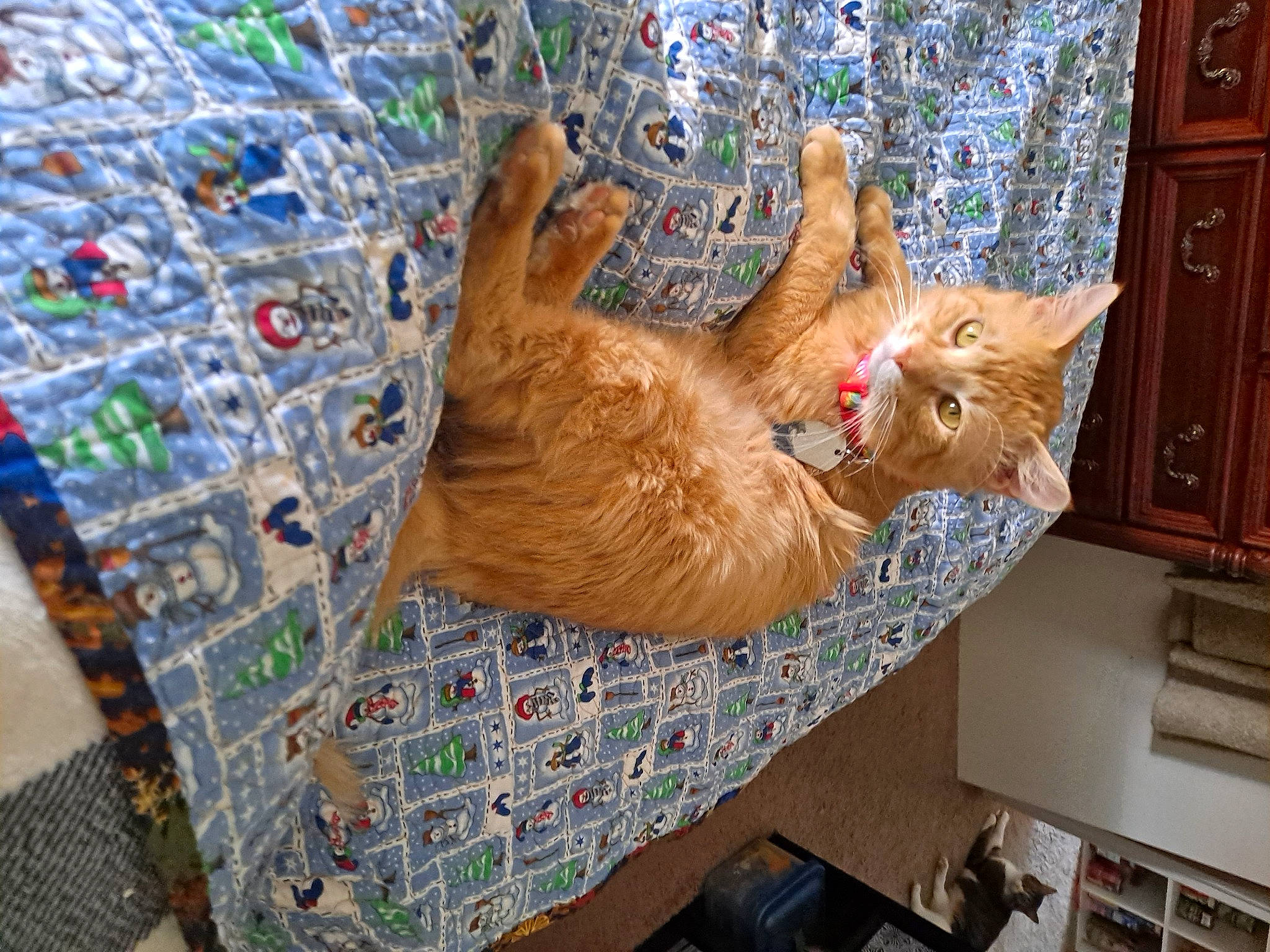 Sunshine is registered to the contest to win money with this photo: art, carnivore, cat, comfort, domestic_short_haired_cat, door, fawn, felidae, fur, pattern, plant, room, small_to_medium_sized_cats, sporting_group, tail, textile, tree, vertebrate, whiskers, wood