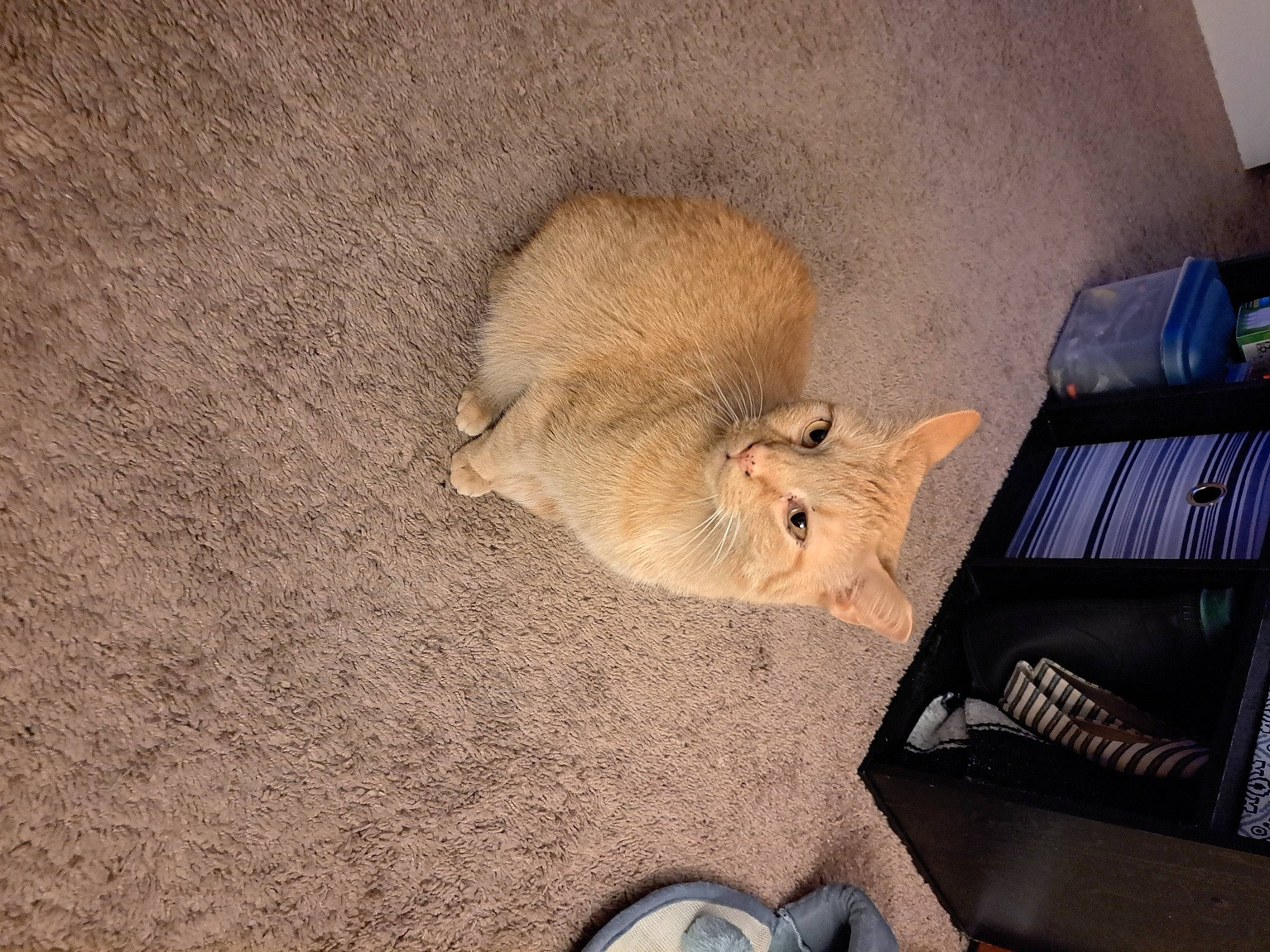 Babygirl joined the competition — help win amazing prizes! carnivore, domestic_short_haired_cat, fawn, felidae, flooring, fur, hamster, marsupial, meadow_jumping_mouse, mouse, muroidea, pest, pet_supply, rat, rodent, small_to_medium_sized_cats, snout, tail, whiskers, wood