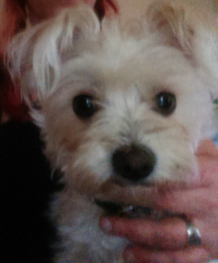 Bela Larue joined the competition — help win amazing prizes! canidae, carnivore, companion_dog, dog, dog_breed, ear, eye, fur, happy, maltepoo, puppy_love, shih_poo, small_terrier, snout, sporting_group, terrier, toy_dog, water_dog, working_animal, yorkipoo