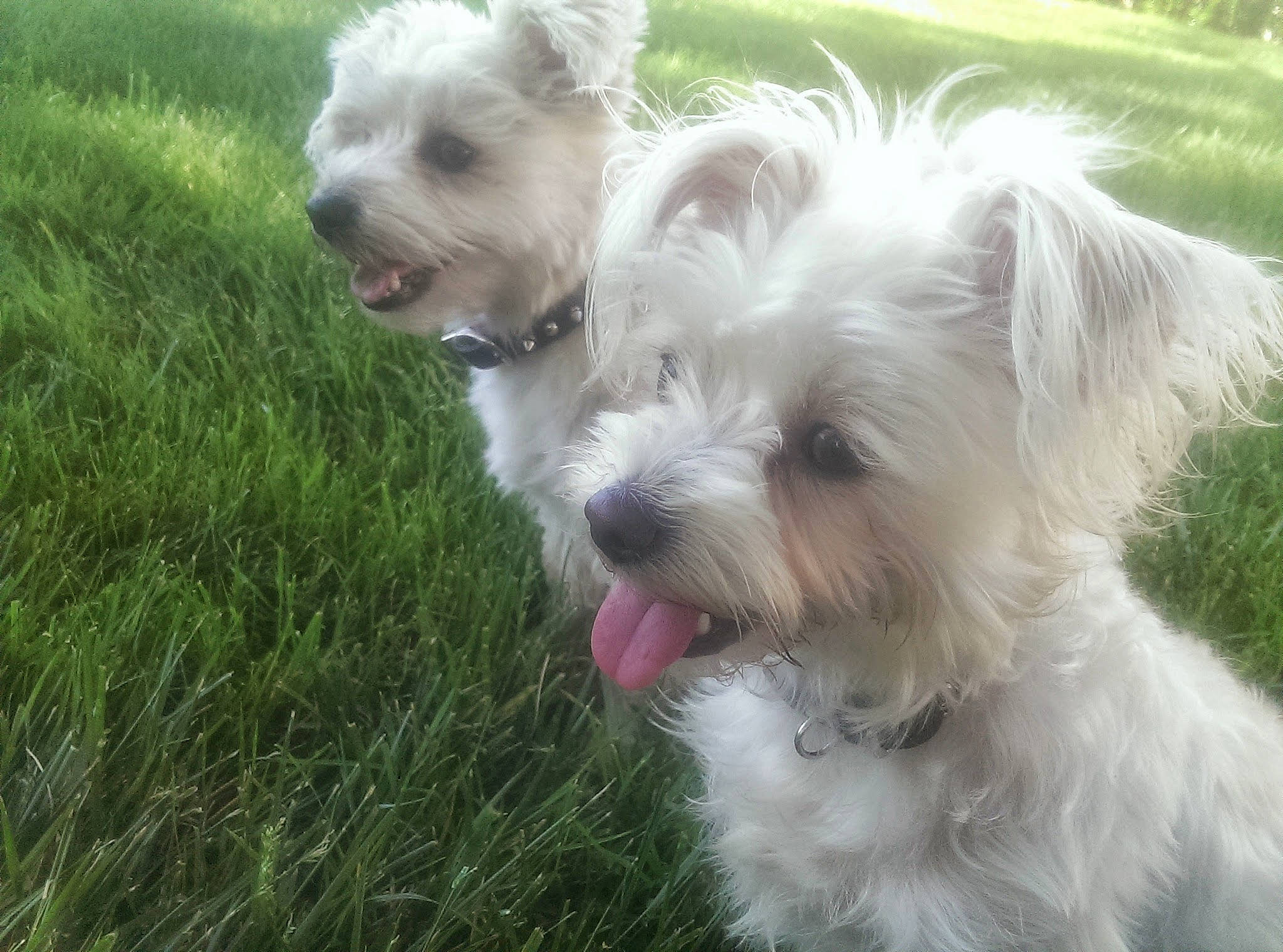 Bela Larue joined the competition — help win amazing prizes! canidae, carnivore, cockapoo, collar, companion_dog, dog, dog_breed, dog_collar, dog_supply, grass, maltepoo, plant, poodle_crossbreed, puppy_love, small_terrier, snout, sporting_group, terrier, toy_dog, working_animal