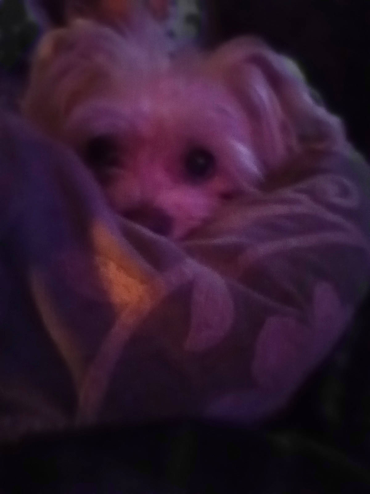 Bela Larue is registered to the contest to win money with this photo: canidae, carnivore, cloud, companion_dog, darkness, dog, dog_breed, fawn, fur, liver, magenta, non_sporting_group, petal, purple, snout, sporting_group, toy, toy_dog, violet, whiskers