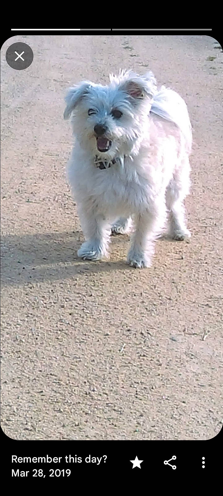 Buddy is registered to the contest to win money with this photo: canidae, carnivore, companion_dog, dog, dog_breed, fur, non_sporting_group, road_surface, small_terrier, snout, soil, sporting_group, tail, terrestrial_animal, terrier, toy_dog, working_animal, working_terrier