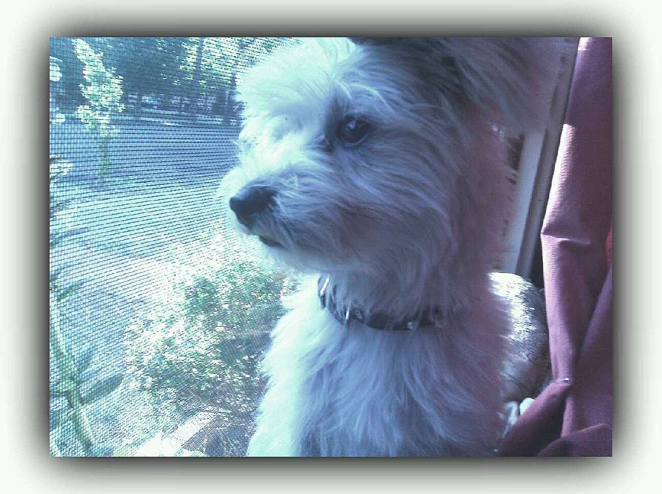 Buddy joined the competition — help win amazing prizes! canidae, carnivore, companion_dog, dog, dog_breed, electronic_device, fur, giant_dog_breed, labradoodle, maltepoo, puppy_love, rectangle, sky, small_terrier, snout, sporting_group, square, terrier, toy_dog, working_animal