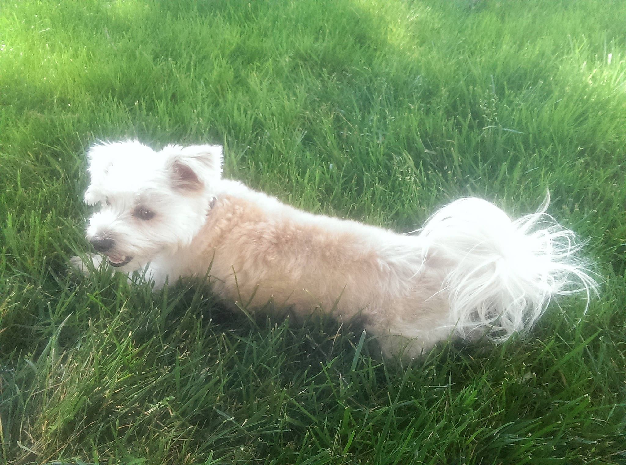 Buddy joined the competition — help win amazing prizes! canidae, carnivore, companion_dog, dog, dog_breed, fawn, grass, grassland, maltepoo, pasture, plant, puppy, small_terrier, sporting_group, tail, terrestrial_animal, terrier, toy_dog, working_animal, working_terrier