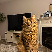 Lucy joined the competition — help win amazing prizes! cat, tabby, fluffy, pet, indoor, living_room, couch, curious, feline, animal, fur, bell_collar, domestic_cat, sitting, portrait, cozy, home_decor, fireplace, television, rug