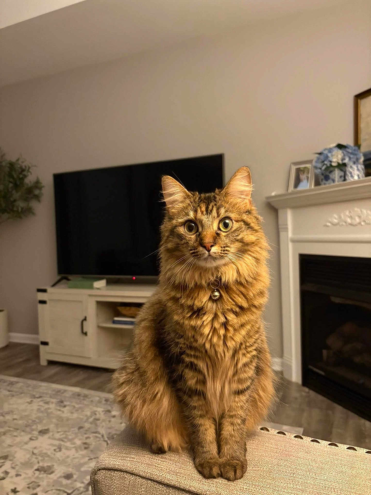 Lucy joined the competition — help win amazing prizes! cat, tabby, fluffy, pet, indoor, living_room, couch, curious, feline, animal, fur, bell_collar, domestic_cat, sitting, portrait, cozy, home_decor, fireplace, television, rug