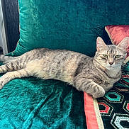 Tao participe au concours pour gagner de l'argent avec cette photo : cat, tabby_cat, pet, animal, feline, indoor, couch, velvet, pillow, patterned_pillow, teal, gray, relaxed, resting, fur, whiskers, paw, decor, luxury, natural_light