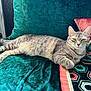 cat, tabby_cat, pet, animal, feline, indoor, couch, velvet, pillow, patterned_pillow, teal, gray, relaxed, resting, fur, whiskers, paw, decor, luxury, natural_light