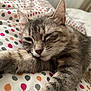 cat, sleeping, close_up, pet, feline, bed, blanket, pattern, polka_dot, paw, fur, whiskers, relaxation, indoor, cozy, animal, cute, rest, soft, domestic