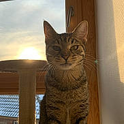 Ruby a rejoint le concours — aidez-le/la à gagner de superbes lots ! cat, tabby, indoor, window, sunset, sunlight, pet, animal, whiskers, ears, feline, fur, portrait, sitting, cozy, wood, home, quiet, relaxed, daylight