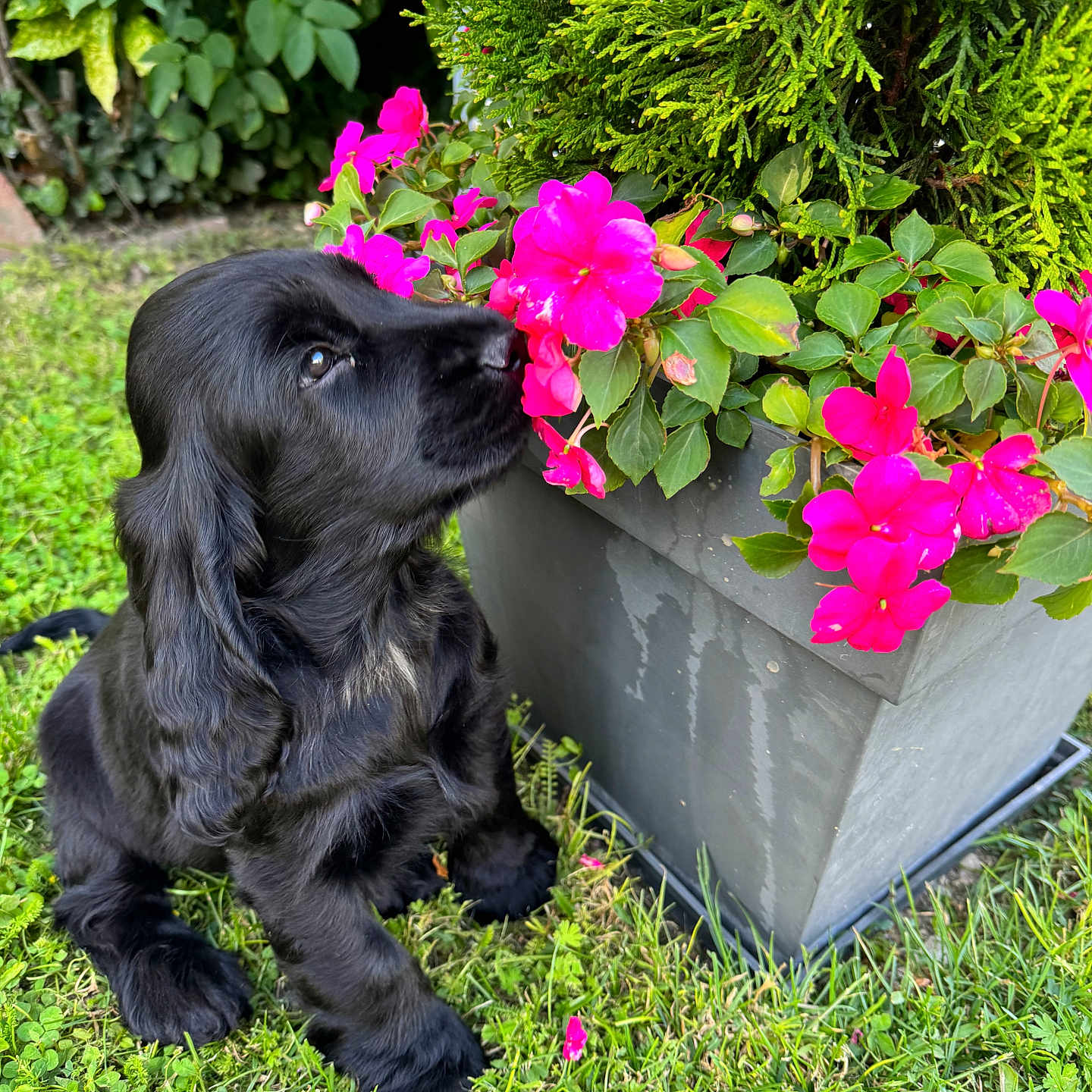 Voltaire participe au concours pour gagner de l'argent avec cette photo : animal, canine, cockerspaniel, dog, flower, flowerarrangement, geranium, grass, jar, leaf, nature, outdoors, pet, petal, plant, planter, pottedplant, pottery, puppy, vase
