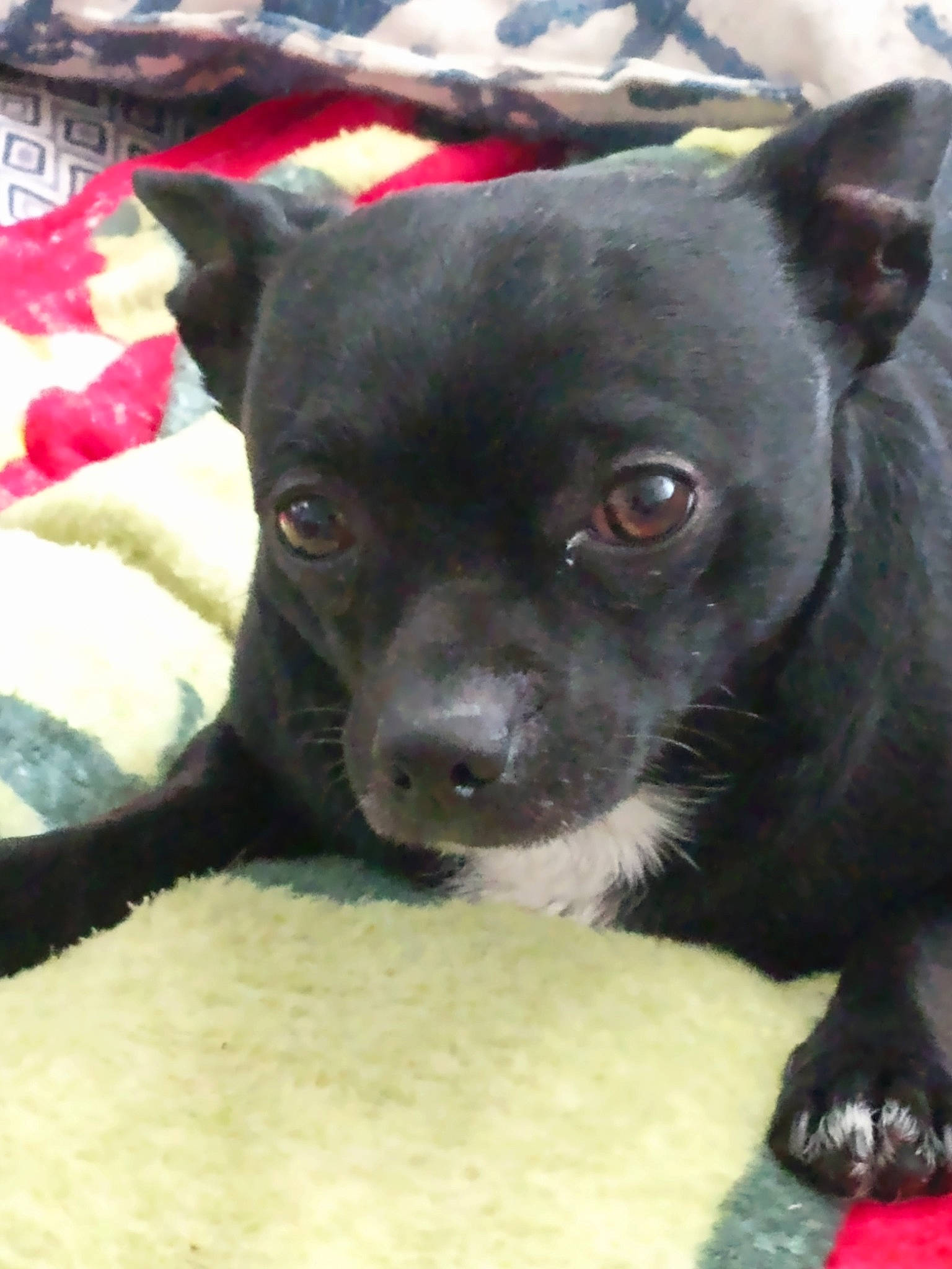 Shadow joined the competition — help win amazing prizes! canidae, carmine, carnivore, chihuahua, collar, companion_dog, corgi_chihuahua, dog, dog_breed, ear, fawn, fur, non_sporting_group, snout, sporting_group, terrestrial_animal, toy_dog, whiskers, working_animal