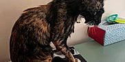Mina joined the competition — help win amazing prizes! cat, wet, towel, indoor, pet, animal, fur, side_view, table, box, tissue_box, white_wall, domestic, sitting, whiskers, ears, paw, black, brown, orange
