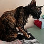 cat, wet, towel, indoor, pet, animal, fur, side_view, table, box, tissue_box, white_wall, domestic, sitting, whiskers, ears, paw, black, brown, orange