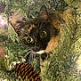 cat, tortoiseshell_cat, christmas_tree, pine_cone, greenery, holiday_lights, whiskers, curious, close_up, animal, pet, decorations, indoor, festive, nature, eyes, fur, branch, ornament, celebration