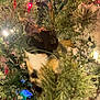 cat, calico, christmas_tree, holiday_lights, greenery, ornaments, curious, peeking, festive, indoor, pet, animal, whiskers, branches, decorations, close_up, eyes, nature, seasonal, celebration